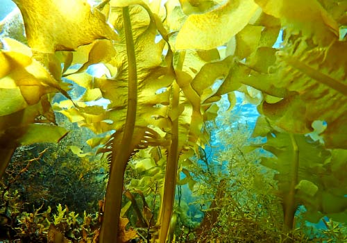 海底のワカメ