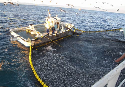 カタクチまき網