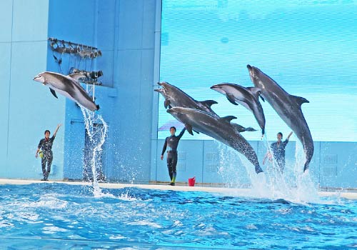 八景島シーパラダイスでイルカのパフォーマンスをするスタッフ