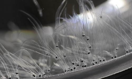 ウナギレプトセファルス