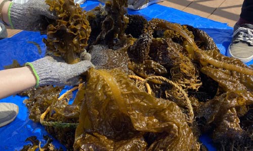 ワカメ収穫体験の手元の様子